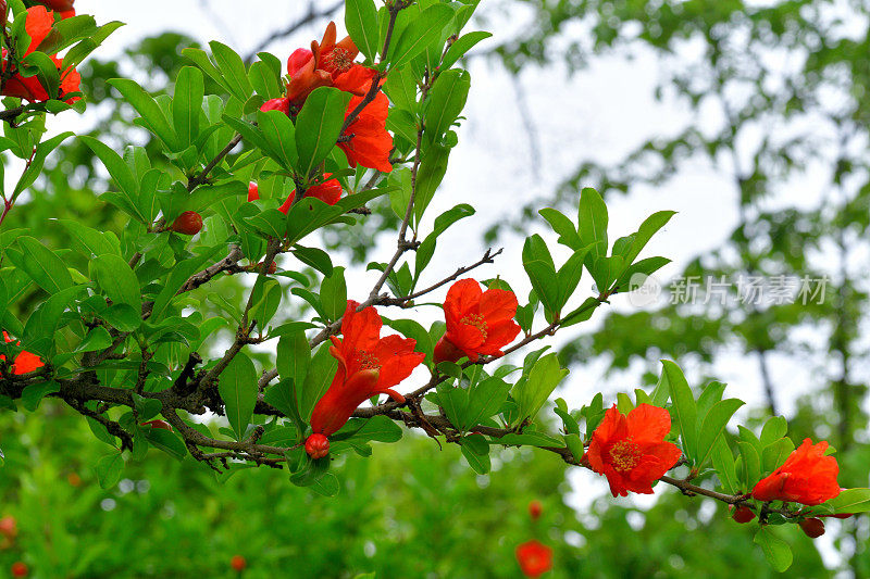 石榴/石榴:花和果实